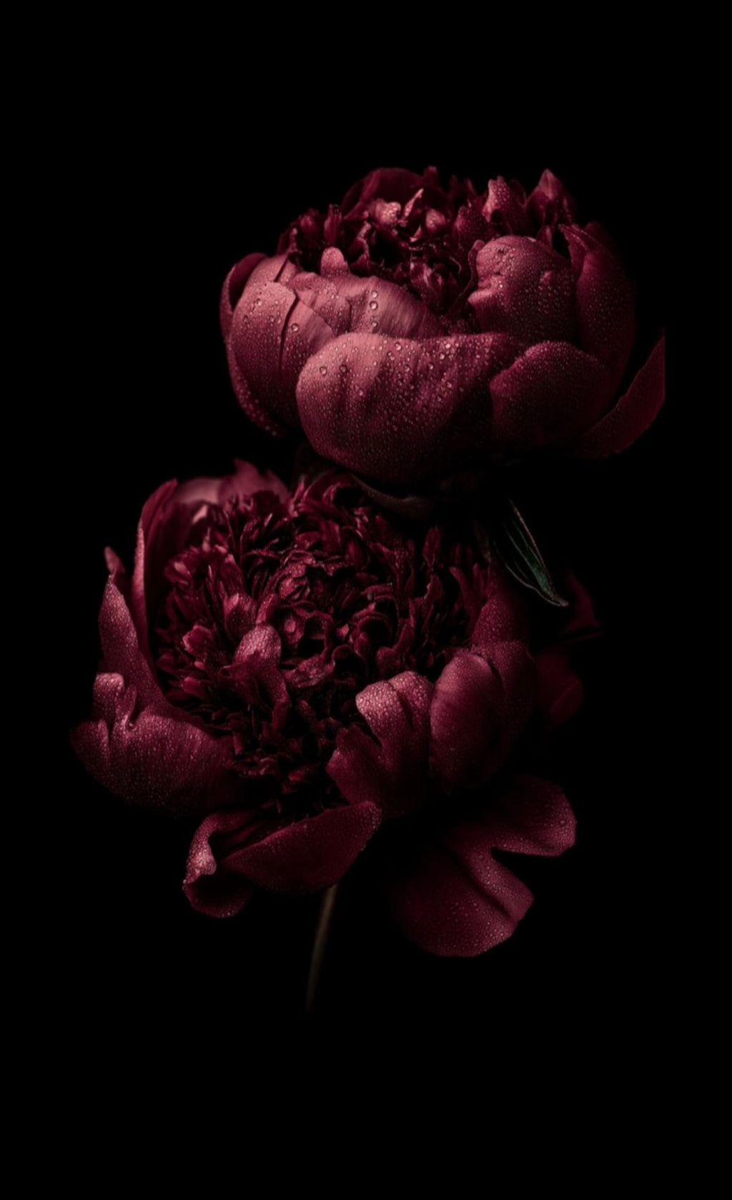 Persephone #4
