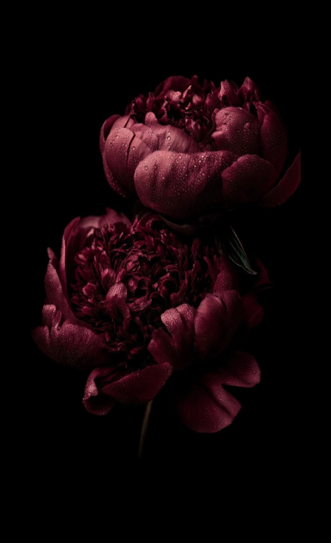 Persephone #4