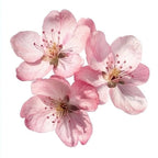 Lover Girl (Cherry Blossom)