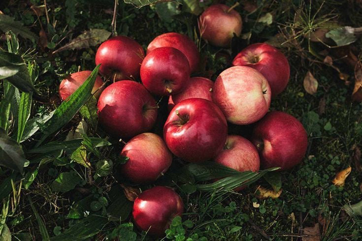 Apple Pie